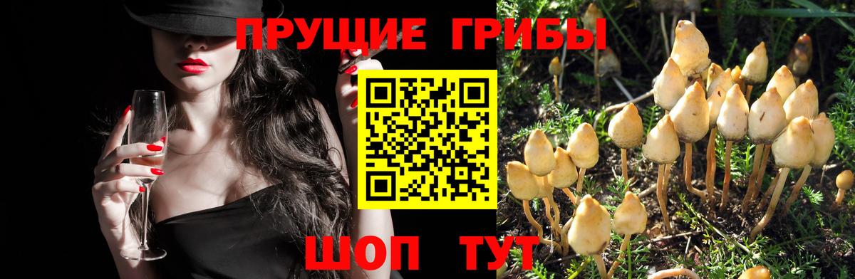 Псилоцибиновые грибы ЛСД  Вход с VPN  Псилоцибиновые грибы мухоморы  Гурьевск 
